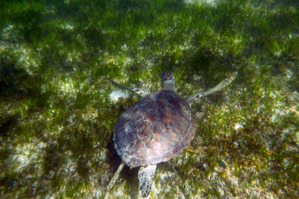 Turtle near the pier