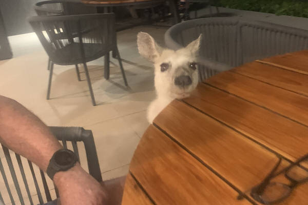 The kangaroos aren't shy