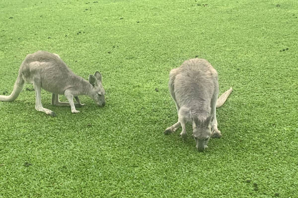 More roos