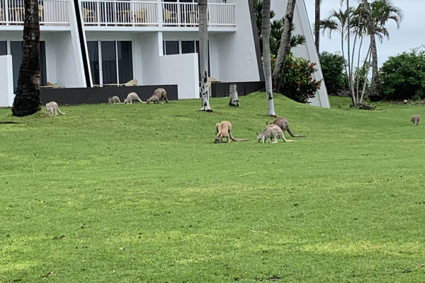 Plenty of kangaroos
