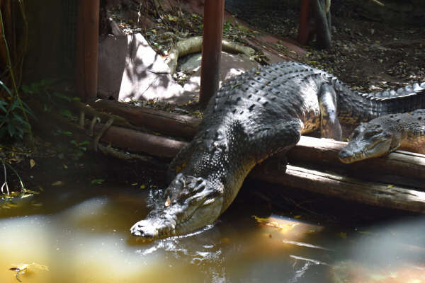 Crocs in Marineland Melanesia