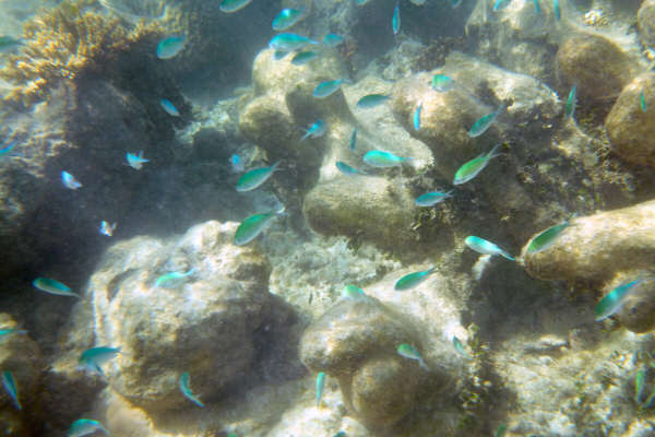 Snorkelling off the beach