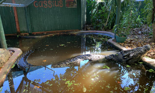 Green Island Resort crocs