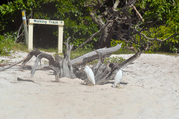 Eastern reef egrets