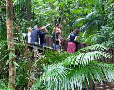 Daintree Rainforest and Mossman Gorge Luxury Tour