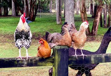 NSW farm stays - Breemiloy Homestead