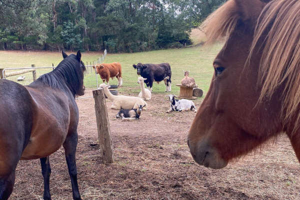 Victoria Farm Stay Accommodation - Nurture Creek