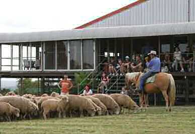 NSW farm stays - Tobruk Sheep Station